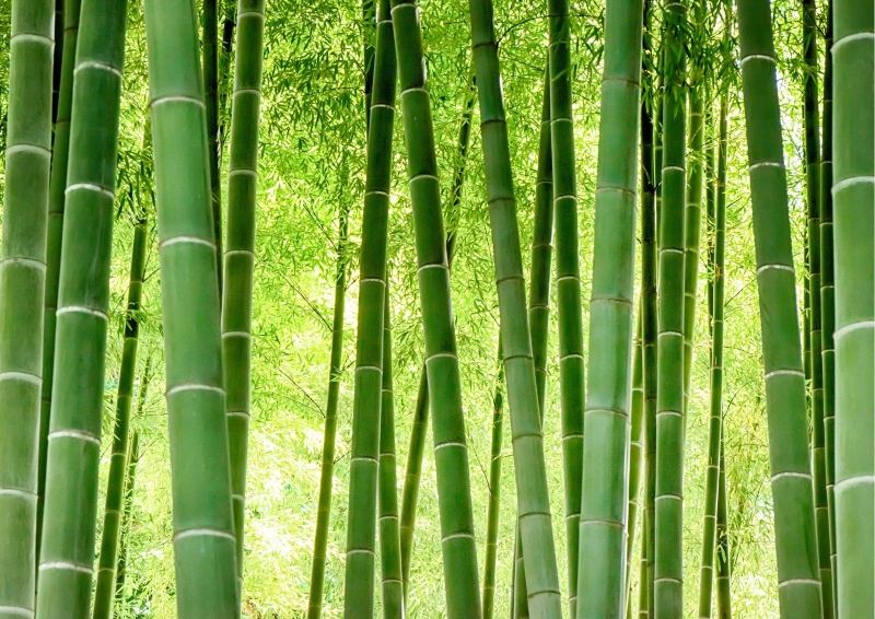 Bamboo that is used for Flooring