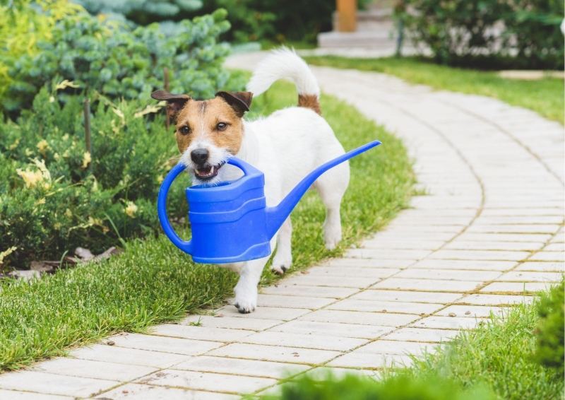 Dog Carrying a Water Can