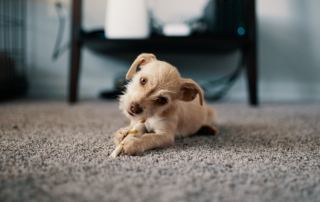 Puppy eating treat on carpet