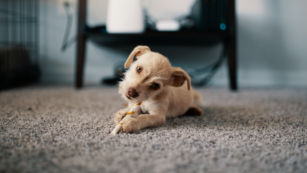 Puppy eating treat on carpet