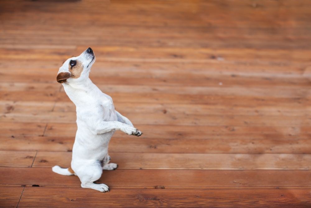 dog on Floorboards