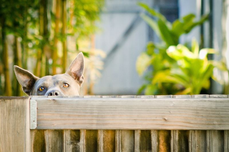 Dog looking over fence