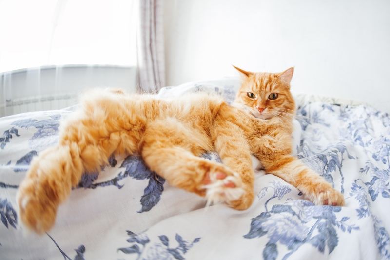 Cat laying on bed