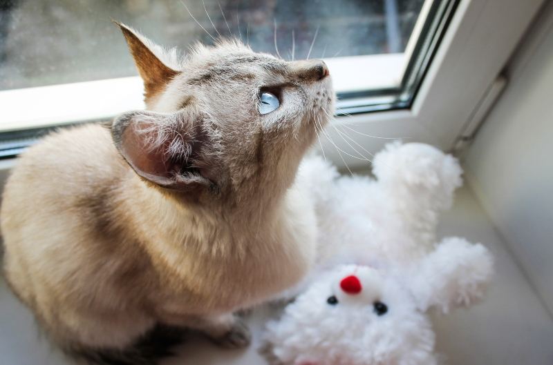 Cat with teddy bear