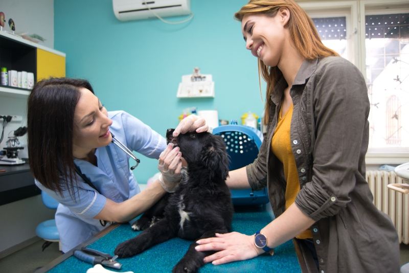 Dog at Vet