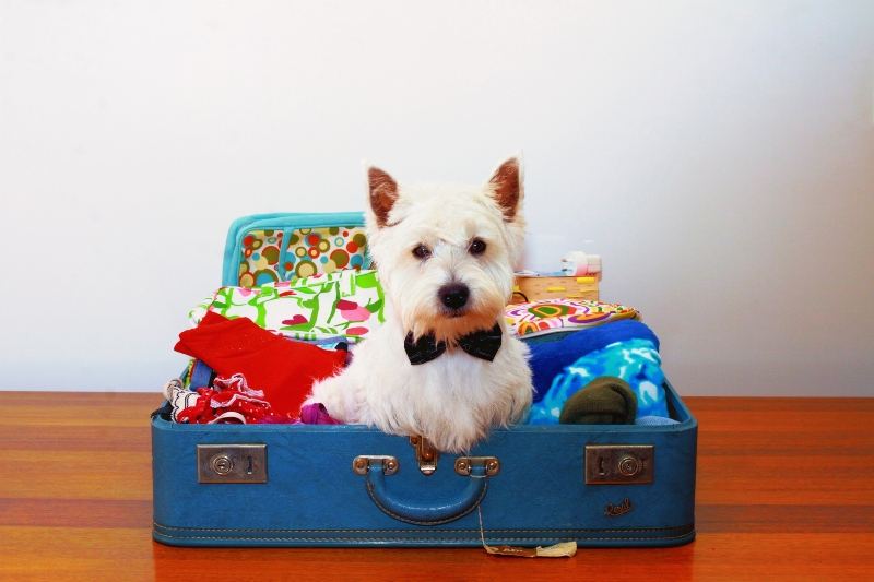 Dog sitting in a Suitcase