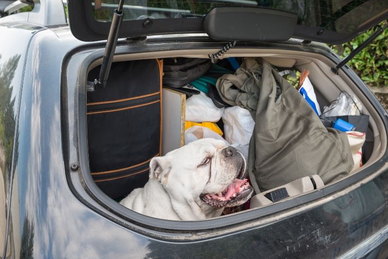 Dog sitting in a boot of a packed car