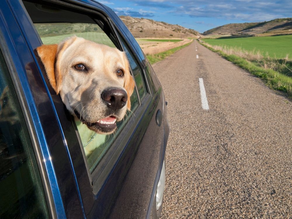 Dog sticking its head out a window of a car