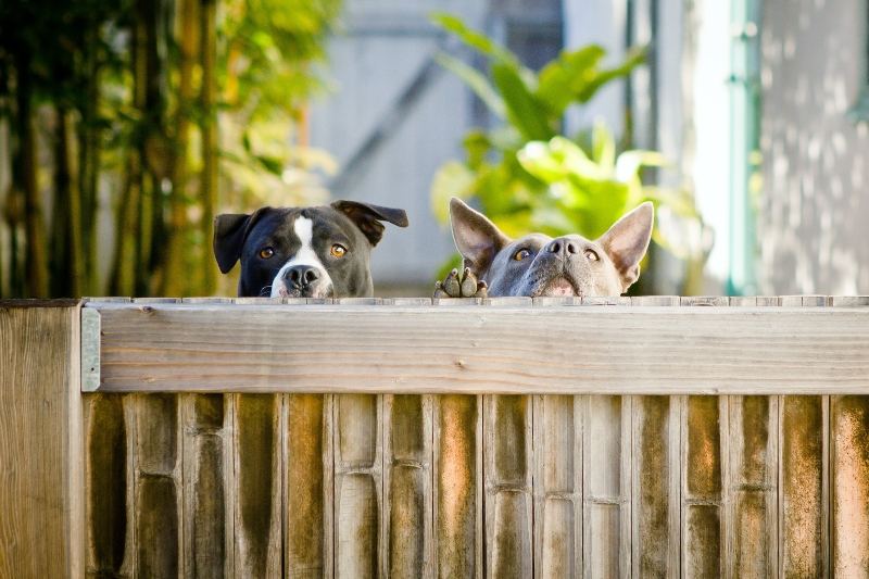 Dogs looking over fence