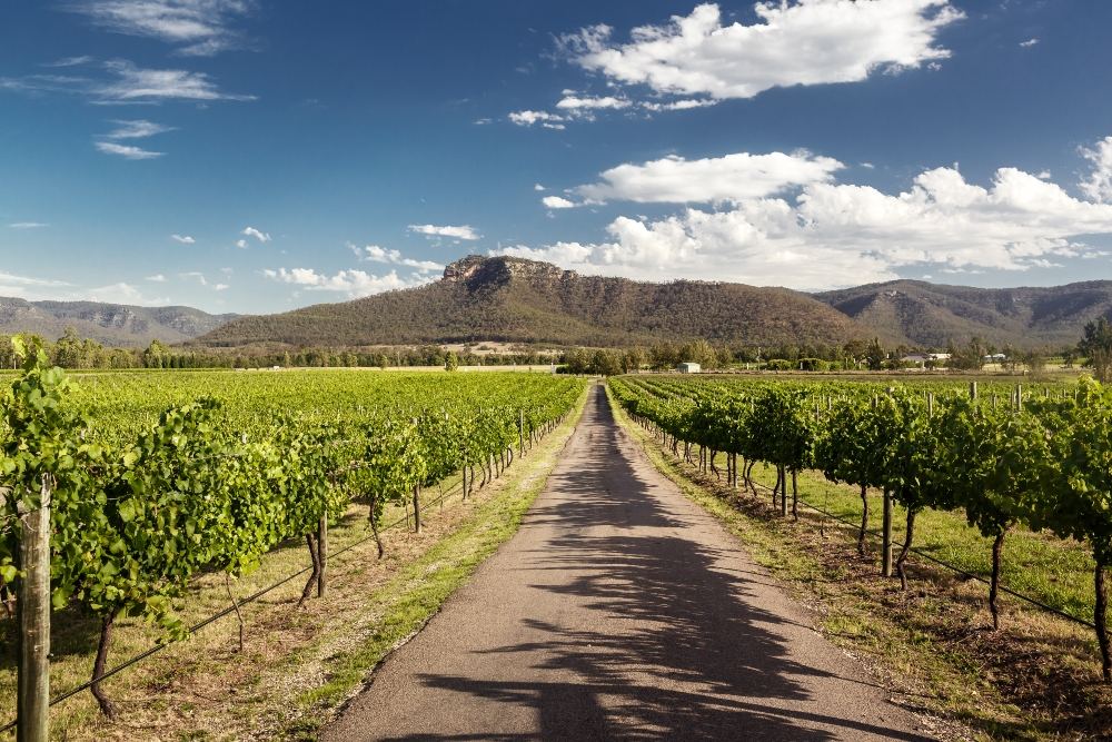 Hunter Valley Road with Grape Vines