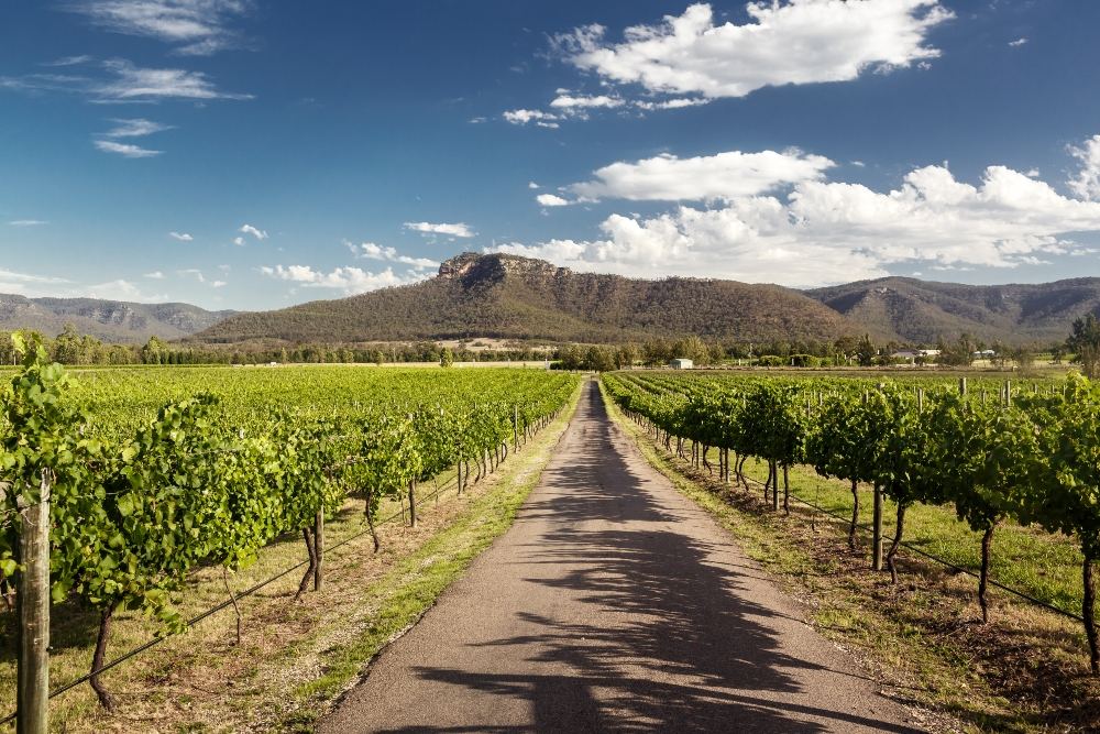 hunter valley wine tour from newcastle