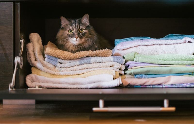 Cat enjoying storage cupboard