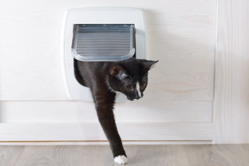 Cat coming through pet flap