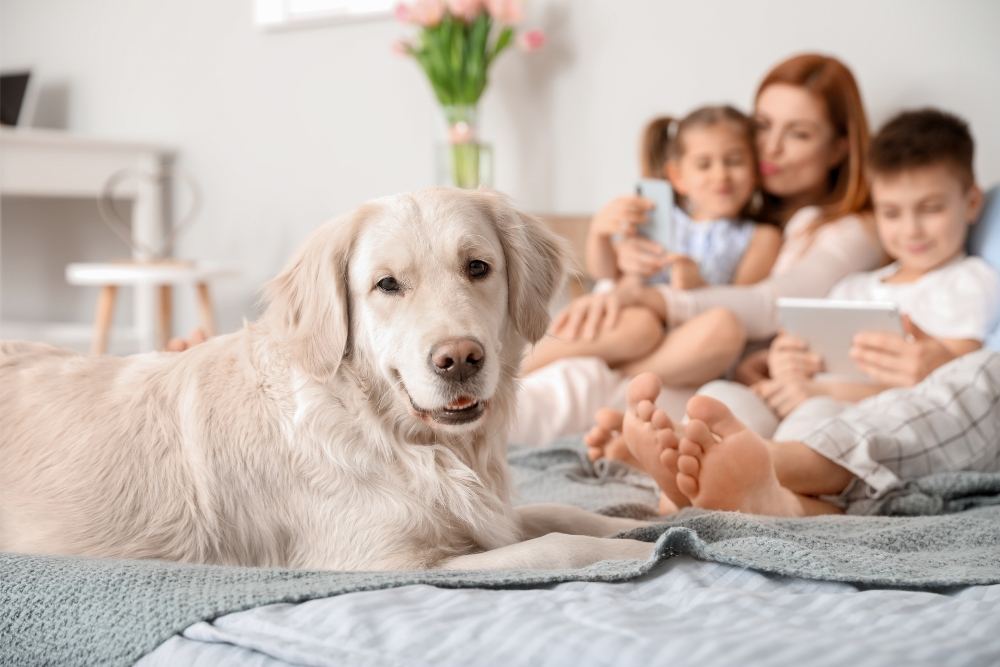 Dog lying on Bed