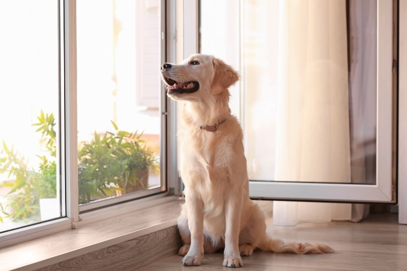 Dog sitting at a glass door