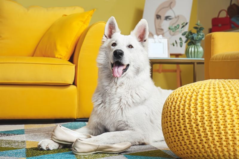 Dog sitting on a carpet